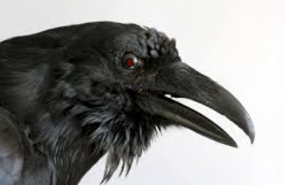 crow